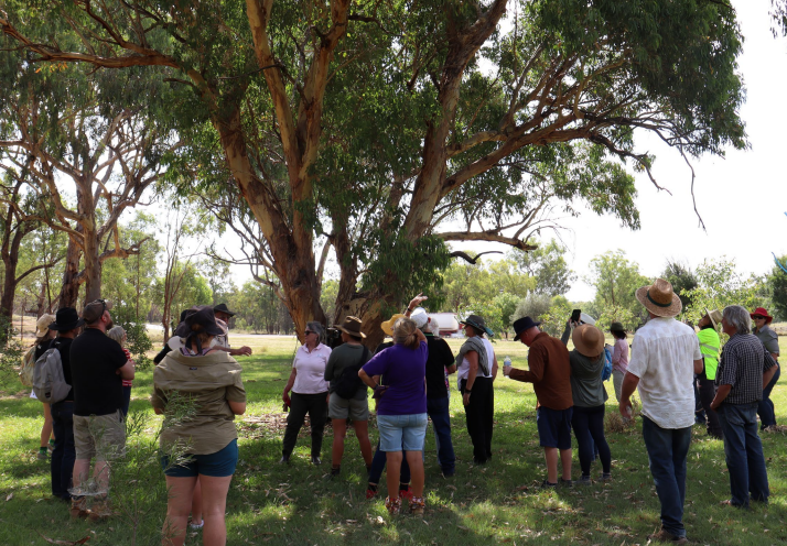 Australian Koala Foundation